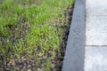 Fresh green spring gras closeup Lawn grass sprouting, sowing crops and grains