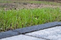 Fresh green spring gras closeup Lawn grass sprouting, sowing crops and grains