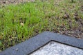 Fresh green spring gras closeup Lawn grass sprouting, sowing crops and grains