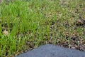 Fresh green spring gras closeup Lawn grass sprouting, sowing crops and grains