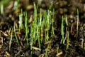 Fresh green spring grass with dew drops Royalty Free Stock Photo