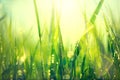 Fresh green spring grass with dew drops Royalty Free Stock Photo