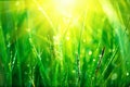 Fresh green spring grass with dew drops Royalty Free Stock Photo