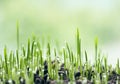 Fresh green spring grass with dew drops closeup Royalty Free Stock Photo
