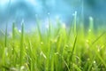Grass. Fresh green spring grass with dew drops closeup. Sun. Soft Focus. Abstract Nature Background Royalty Free Stock Photo