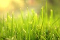 Grass. Fresh green spring grass with dew drops closeup. Sun. Soft Focus. Abstract Nature Background Royalty Free Stock Photo