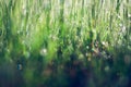 Fresh green spring grass with dew drops closeup Royalty Free Stock Photo