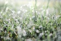 Fresh green spring grass with dew drops closeup. Sun Royalty Free Stock Photo