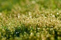 Fresh green spring grass with dew drops closeup. Soft Focus. Abstract Nature Background Royalty Free Stock Photo