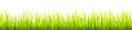 Fresh and green spring grass growth. Springtime lawn lighted with a sunlight during the day time. Seamless herbal height