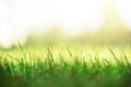 Fresh green spring grass with sun leaks effect, copy space. Soft Focus. Abstract nature background. Banner Royalty Free Stock Photo