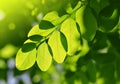 Fresh green spring leaf of Acacia Royalty Free Stock Photo