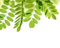Fresh green spring leaf of Acacia or Black Locust Royalty Free Stock Photo