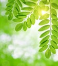 Fresh green spring leaves of Acacia or Black Locust Royalty Free Stock Photo