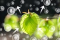 Leaves of beech tree on natural background. Carbon dioxide absorption and oxygen release.