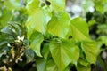 Fresh green spring leaves closeup background