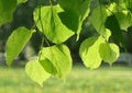 Fresh green spring leaves glowing in sunlight Royalty Free Stock Photo