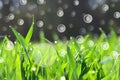 Fresh green spring leaves of grass with O2 and CO2 bubbles.