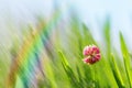 Fresh green spring leaves of grass with pink clover flower. Royalty Free Stock Photo