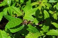 Fresh green spring leaves of Lemon Verbena plant, latin name Aloysia citrodora, sunbathing in spring daylight sunshine. Royalty Free Stock Photo