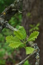 Fresh green spring leaves of Swamp White Oak tree, latin name Quercus Bicolor, Royalty Free Stock Photo