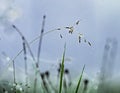 Fresh green spring or summer grass with dew water drops in the morning. Foggy morning. Art natural fresh backgound Royalty Free Stock Photo