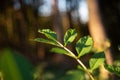 Fresh green sprout and leaves on a twig in the forest. Sunlight in the background, shallow depth of field, no people Royalty Free Stock Photo