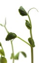 Fresh Green Sprout Peas Isolated On White Royalty Free Stock Photo