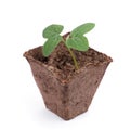 Fresh green sprout in peat pot with dirt Royalty Free Stock Photo