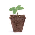 Fresh green sprout in peat pot with dirt Royalty Free Stock Photo