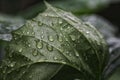 Fresh green sprouting leaves covered in dewdrops