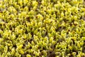 Green sprouts close-up. Growing micro greens for a healthy diet. Vegan food. Royalty Free Stock Photo