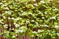 Green sprouts close-up. Growing micro greens for a healthy diet. Vegan food. Royalty Free Stock Photo