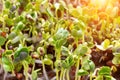 Green sprouts close-up. Growing micro greens for a healthy diet. Vegan food. Royalty Free Stock Photo