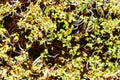 Green sprouts close-up. Growing micro greens for a healthy diet. Vegan food. Royalty Free Stock Photo