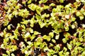 Green sprouts close-up. Growing micro greens for a healthy diet. Vegan food. Royalty Free Stock Photo