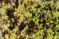 Green sprouts close-up. Growing micro greens for a healthy diet. Vegan food. Royalty Free Stock Photo