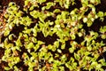 Green sprouts close-up. Growing micro greens for a healthy diet. Vegan food. Royalty Free Stock Photo