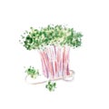 Fresh green sprouts illustration. Hand drawn watercolor on white background