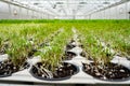 Fresh green sprouts in a large greenhouse