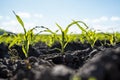 Fresh green sprouts of maize in spring on the field, soft focus. Growing young green corn seedling sprouts in cultivated Royalty Free Stock Photo