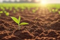 Fresh green sprouts of maize in spring on the field, soft focus. Growing young green corn seedling sprouts in cultivated Royalty Free Stock Photo