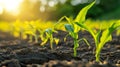 Fresh green sprouts of maize in spring on field, soft focus. Growing young green corn seedling sprouts in cultivated Royalty Free Stock Photo