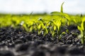 Fresh green sprouts of maize in spring on the field, soft focus. Growing young green corn seedling sprouts in cultivated Royalty Free Stock Photo