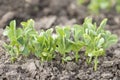 Fresh green sprouts of the pea Pisum sativum Royalty Free Stock Photo