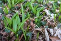 Fresh green sprouts of wild garlic in the forest in early spring Royalty Free Stock Photo
