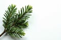 Fresh green spruce branch against a bright white surface, foliage, branches Royalty Free Stock Photo