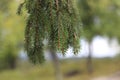 Fresh green spruce branches in the forest Royalty Free Stock Photo