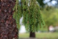 Fresh green spruce branches in the forest Royalty Free Stock Photo