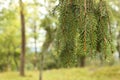 Fresh green spruce branches in the forest Royalty Free Stock Photo